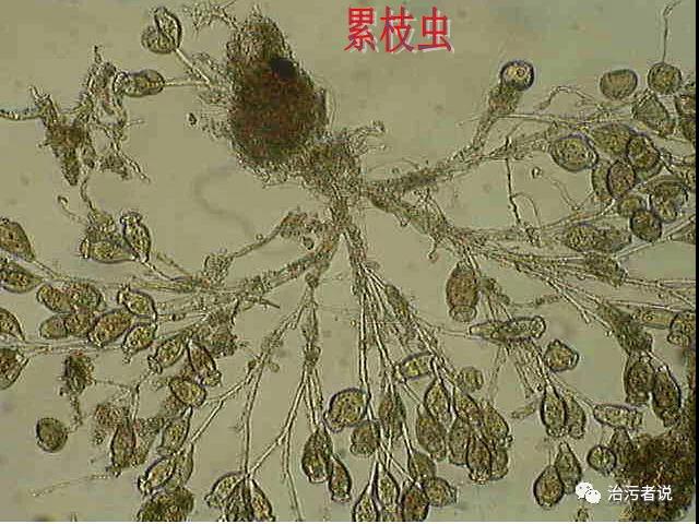 污水廠的處理流程中的工藝細節管理（十一）-生化池的運行細節2